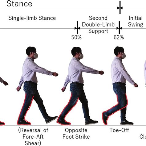 Typical normal gait cycle according to Sutherland, 1994. | Download ...