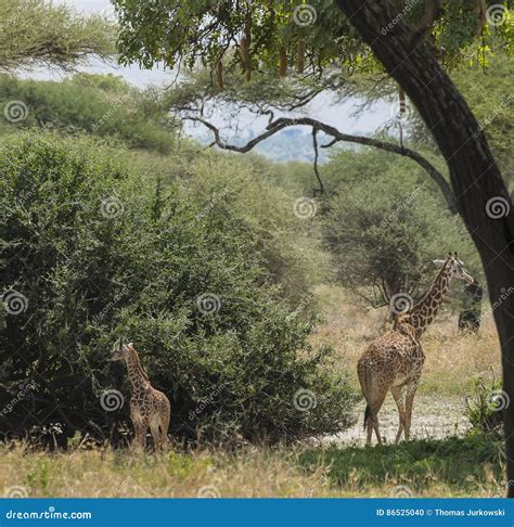 Northern giraffe stock photo. Image of northern, giraffe - 86525040