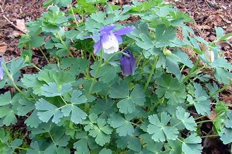 Aquilegia vulgaris