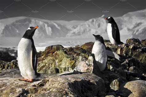 Three penguins in Antarctica | Animal Stock Photos ~ Creative Market