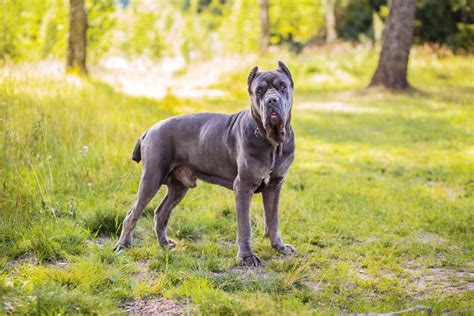 Cane Corso Great Dane Mix – A Gentle Giant Or A Danger?