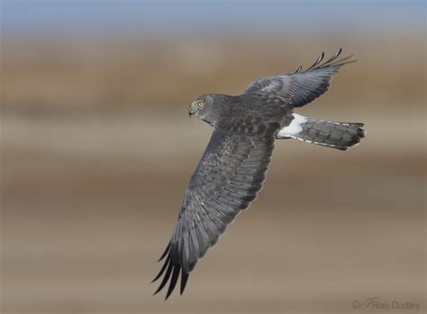 Male Northern Harrier – The Gray Ghost « Feathered Photography