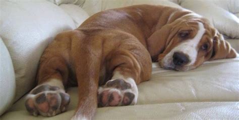 The 10 Most Awkward Basset Hound Sleeping Positions