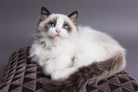 Mèo Ragdoll - Nguồn gốc và xuất xứ của mèo Ragdoll thuần chủng