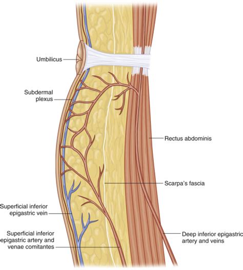 Deep and Superficial Inferior Epigastric Artery Perforator Flaps | Plastic Surgery Key