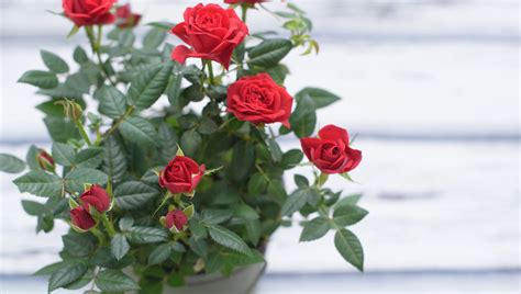 Planting Roses Tips and Guide – The Trunk Group Limited