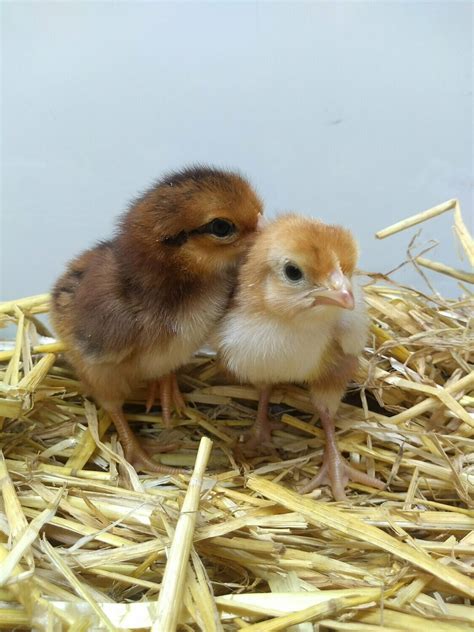 Rhode Island Red Chick (Unsexed)