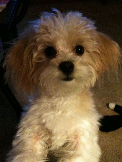 Maltipoo Hairstyles | Hairstylo | Maltipoo, Maltipoo haircuts, Dog haircuts