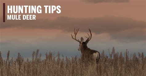 Mule Deer Hunting Tips - Soap Mesa Outfitters