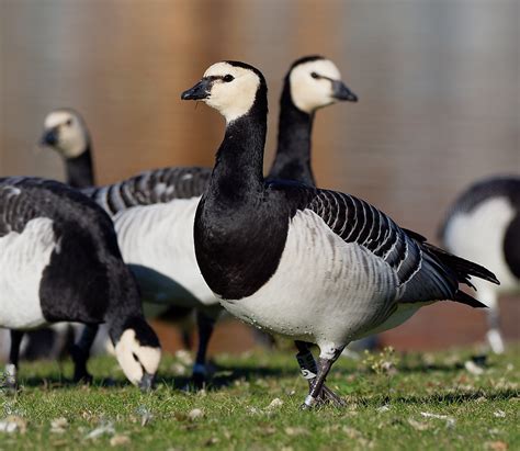 Barnacle Geese | BirdForum