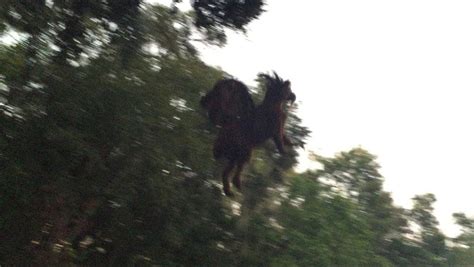 13 times the Jersey Devil has been spotted in the Garden State - nj.com