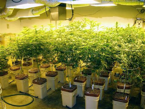 How to Grow Weed in a Hydroponic System - WeedSeedShop