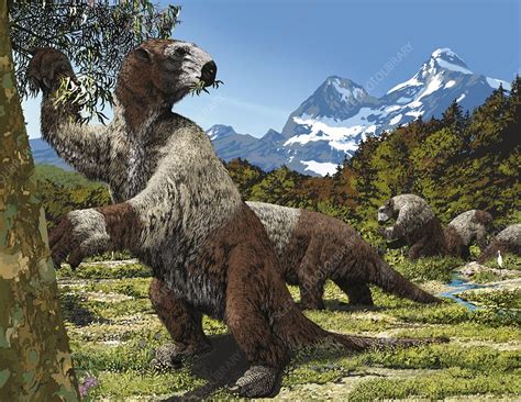 Megatherium - Stock Image C003/6222 - Science Photo Library