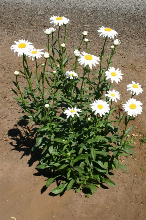 Daisy - Shasta - Oregon Wholesale Seed Company