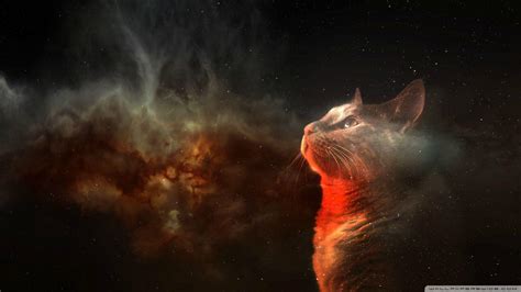 Cats in Space Wallpapers - Top Free Cats in Space Backgrounds - WallpaperAccess