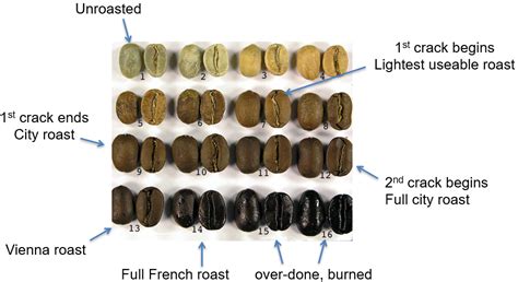 UT technology: A new efficient and cost-effective method for coffee ...