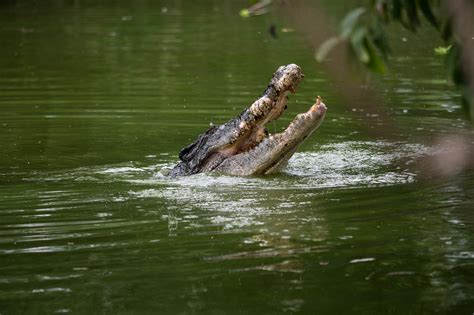 Visit — Crocodylus Park