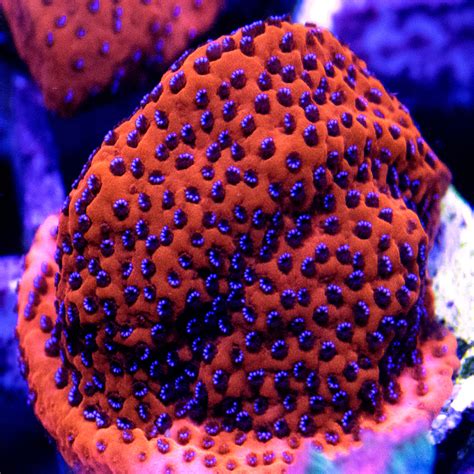 Coral Frags Canada: online coral frags for reef tanks in Canada