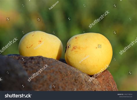 404 Marula fruit Images, Stock Photos & Vectors | Shutterstock