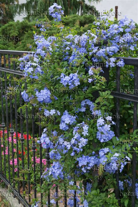 Images Plumbago - Images of Plants and Gardens - botanikfoto