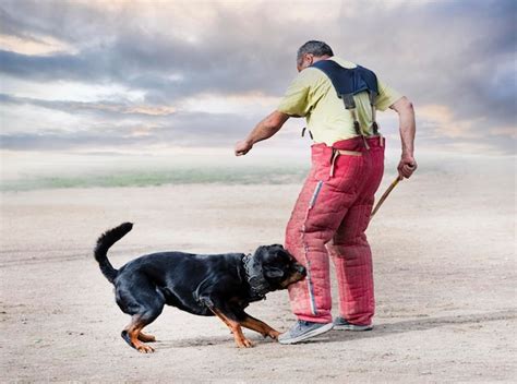 Premium Photo | Training of rottweiler