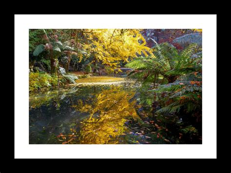 Autumn in the Dandenong Ranges – Tony Feder