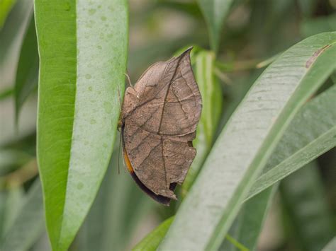 The Dead Leaf Butterfly - Camouflage King of the Asian Tropics | The Ark In Space