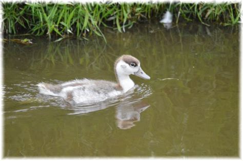 Small White / Gray Ducks Free Stock Photo - Public Domain Pictures