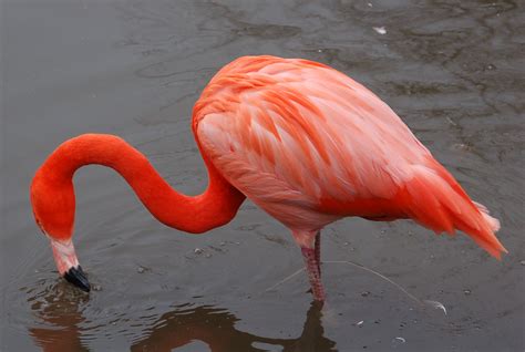 File:Caribbean flamingo at slimbridge arp.jpg