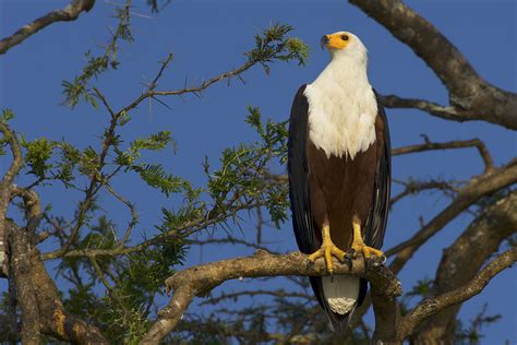 African fish eagle - Wikipedia