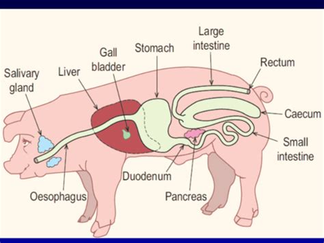 Digestive System Flashcards | Quizlet