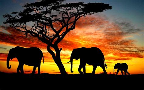 Elephant Family Wallpapers - Top Free Elephant Family Backgrounds ...