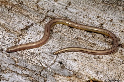 Northern California Legless Lizard - Anniella pulchra