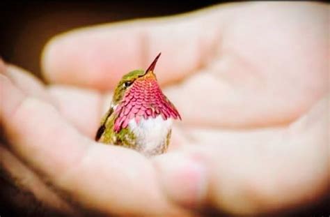 Smallest Bird On Earth, The Bee Hummingbird (10 Pics) | Pretty birds, Hummingbird pictures, Bee ...