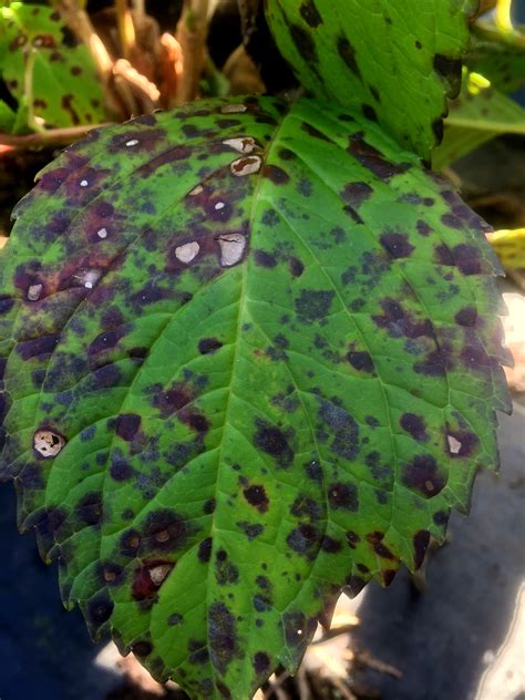 Hydragea Leaf Spots - Surfing Hydrangea Nursery, Inc.