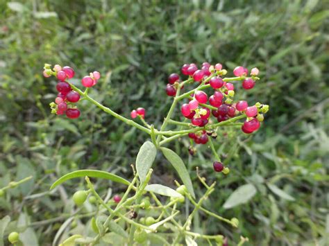 Polynesian Produce Stand : ~MESWAK~ Salvadora Persica MUSTARD TREE ...