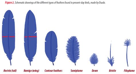 Feather development and integrity in broiler breeders