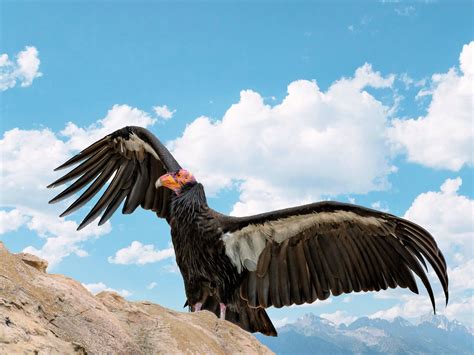 Condors in the Grand Canyon & How to Witness Their Flight