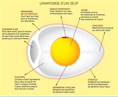 L’œuf ou la poule : infographie pour décortiquer l'origine des oeufs