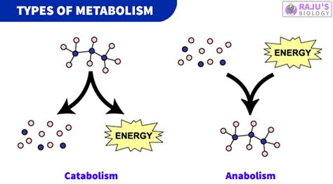 What is Metabolism? Definition & Types | Short Notes - Rajus Biology