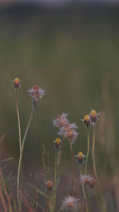 Flowers Of Wild Grass In Bloom · Free Stock Video