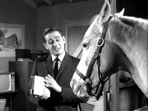 17 Best images about Mr Ed the talking horse on Pinterest | George burns, Feed bags and The ...