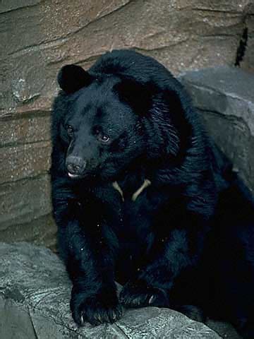 The Bear Truth | Wild in Japan