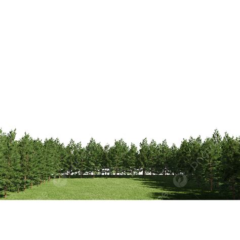 Pine Tree Forest PNG Image, Forest Green Pine Tree Grass Field, Forest, Pine Tree, Landscape PNG ...