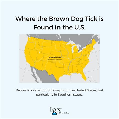 A Closer Look at the Different Types of Ticks | IGeneX Tick Talk | Brown dog tick, Types of ...