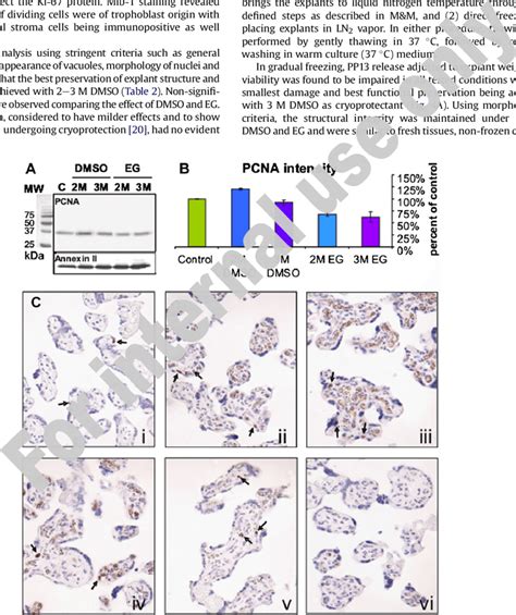 Tissue proliferation as inferred by proliferation markers (A) Total ...