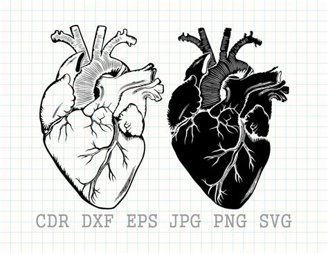 Human Heart Svg Heart Svg File Anatomical Heart Svg Human Etsy | Porn ...