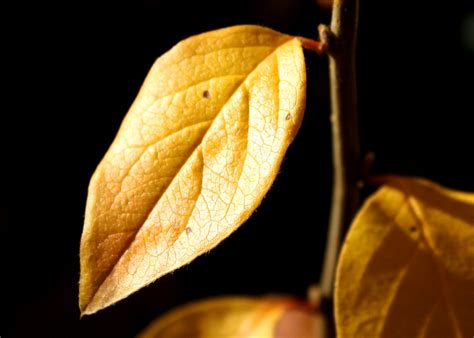 Golden Leaf – Photos Public Domain