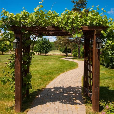 Fast Growing Pergola Vines