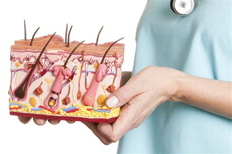 Overview of Sebaceous Glands and Your Skin